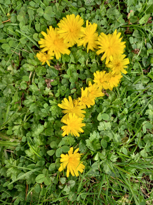 Photo of daisies forming a question mark in the grass